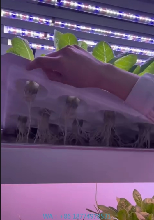 Agriculture Farming System - f المعدات الزراعية الدفيئة تنمو الفطر