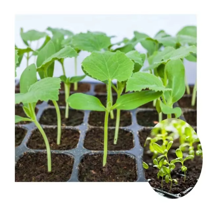 آلة بذر البذور الأوتوماتيكية ب - مراجعة Nursery Plug Tray وسعره
