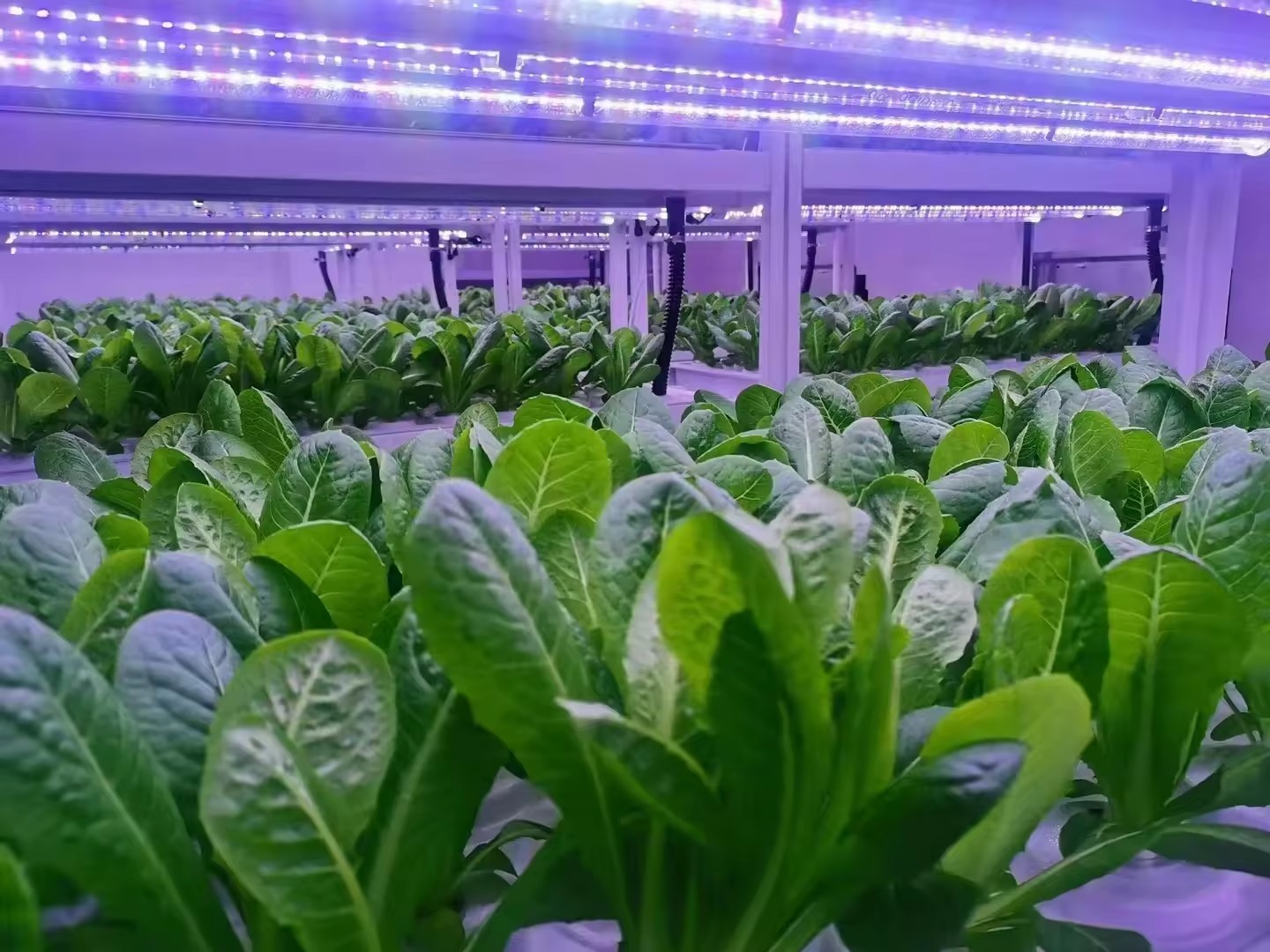 f المعدات الزراعية الدفيئة تنم - مراجعة Agriculture Farming System وسعره